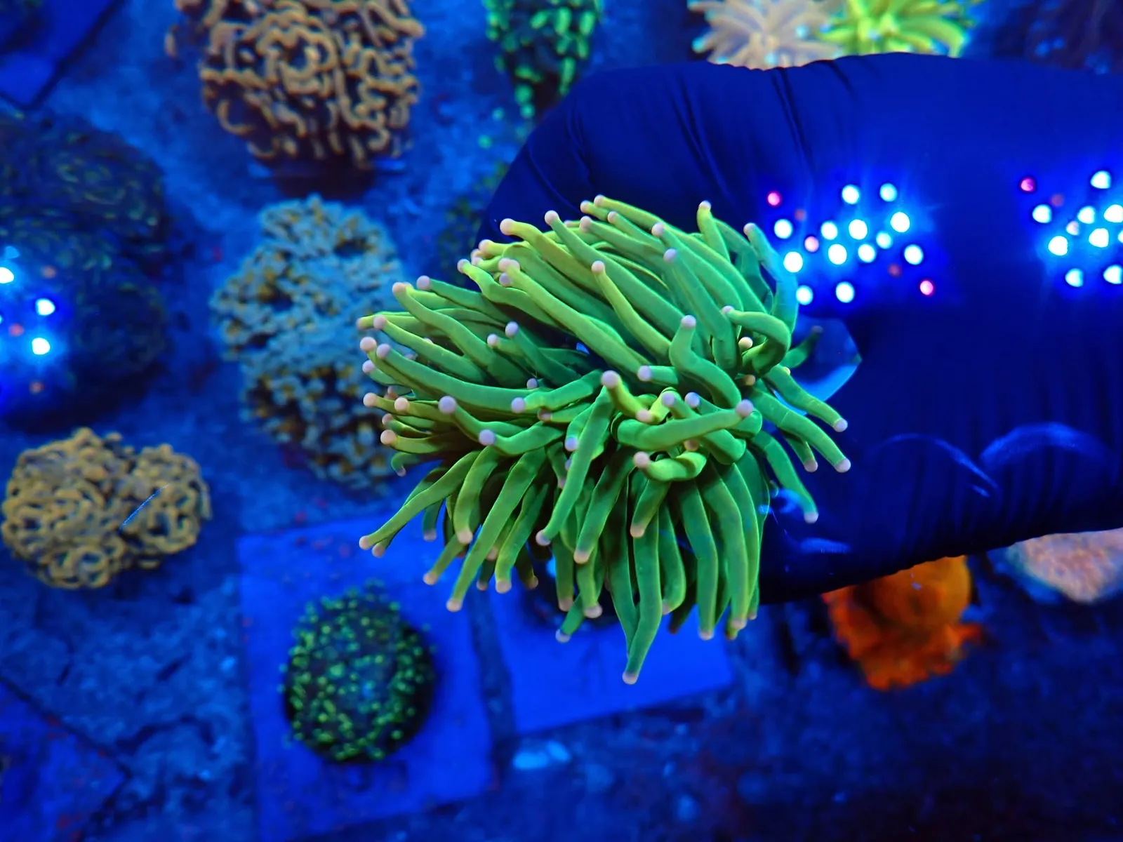 Fáklyakorall (Euphyllia glabrescens) friss érkezés, Korallgarázs Fót, 2026. augusztus (11)