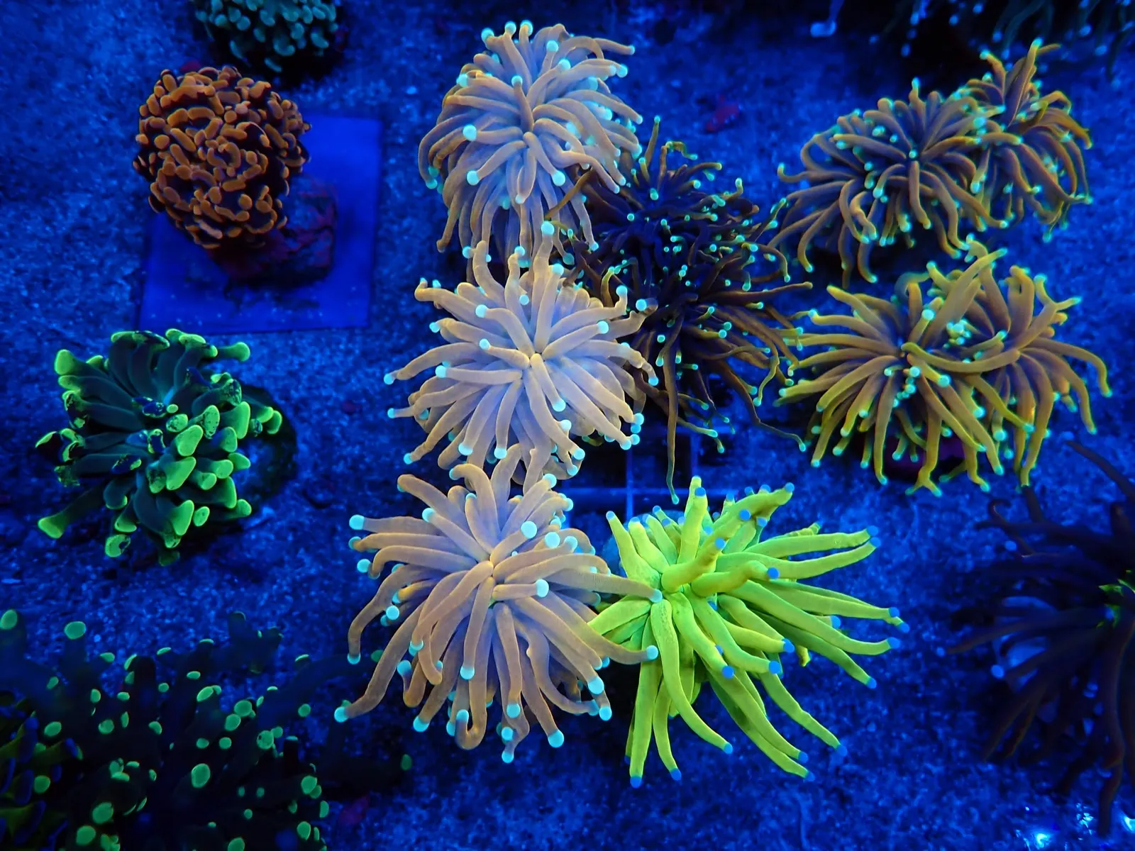 Fáklyakorall (Euphyllia glabrescens) friss érkezés, Korallgarázs Fót, 2026. augusztus (12)