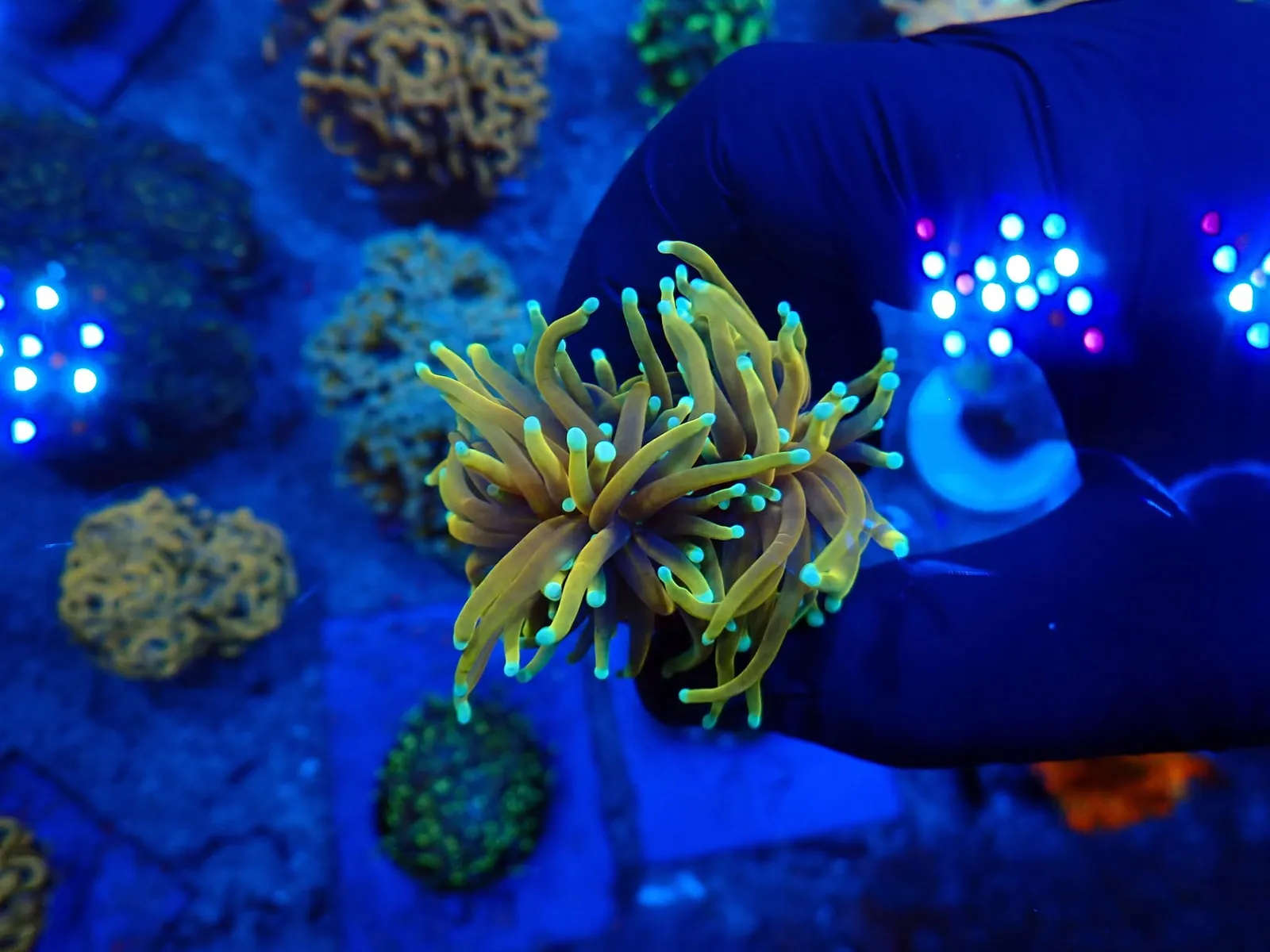 Fáklyakorall (Euphyllia glabrescens) friss érkezés, Korallgarázs Fót, 2026. augusztus (13)