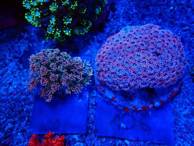 Goniopora korall friss érkezés, Korallgarázs Fót, 2026. augusztus (05)