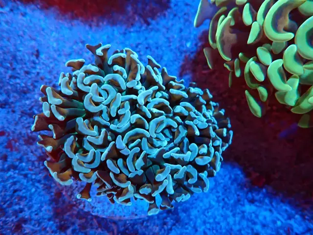 Kalapácskorall (Euphyllia ancora) friss érkezés, Korallgarázs Fót, 2026. augusztus (03)