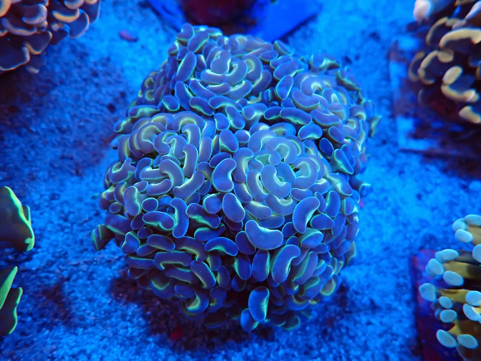Kalapácskorall (Euphyllia ancora) friss érkezés, Korallgarázs Fót, 2026. augusztus (05)