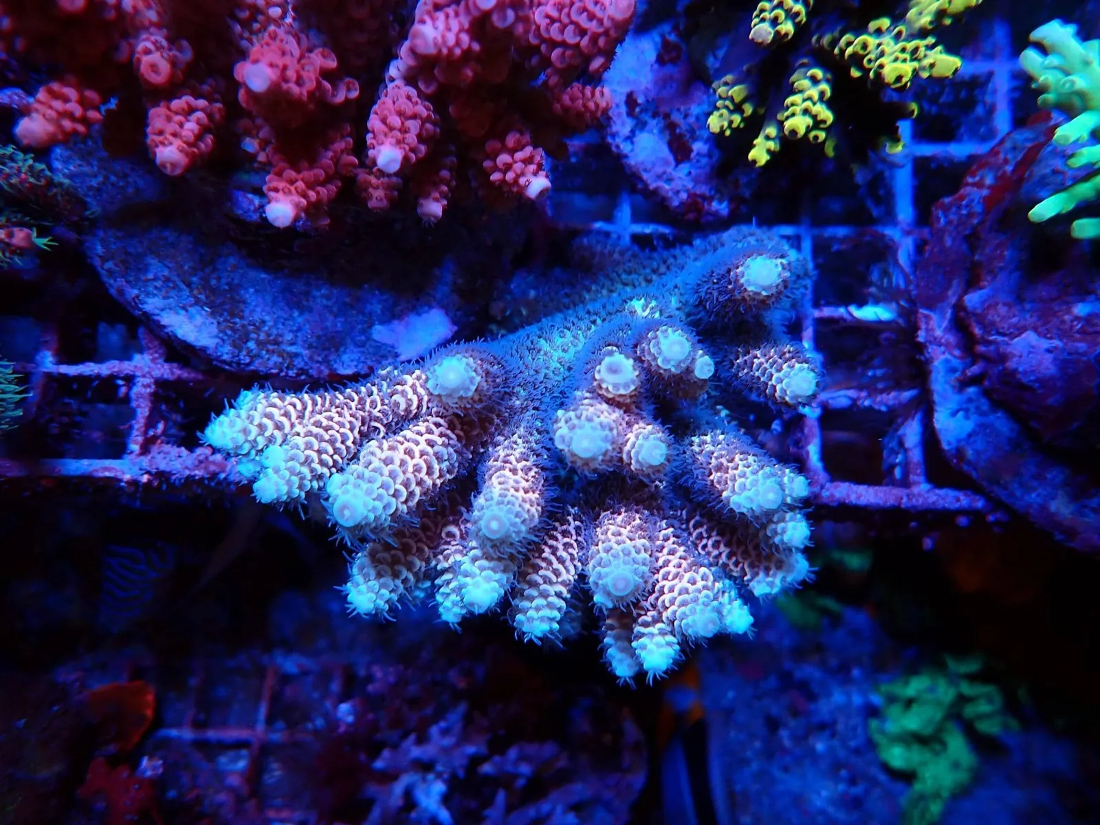 Kékes-fehér Acropora korall telep élőkövön, körülötte színes SPS korallok a Korallgarázs medencéjében
