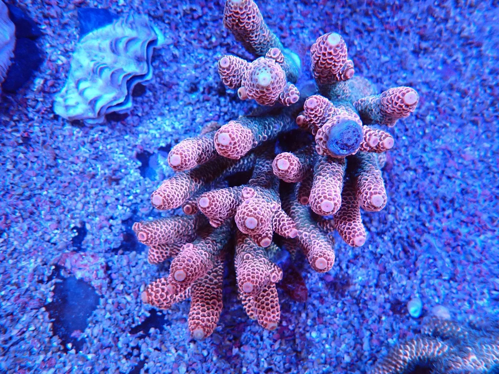 Mélyvörös, kék ágvégű Acropora SPS korall telep közelről a Korallgarázs tengeri akváriumában
