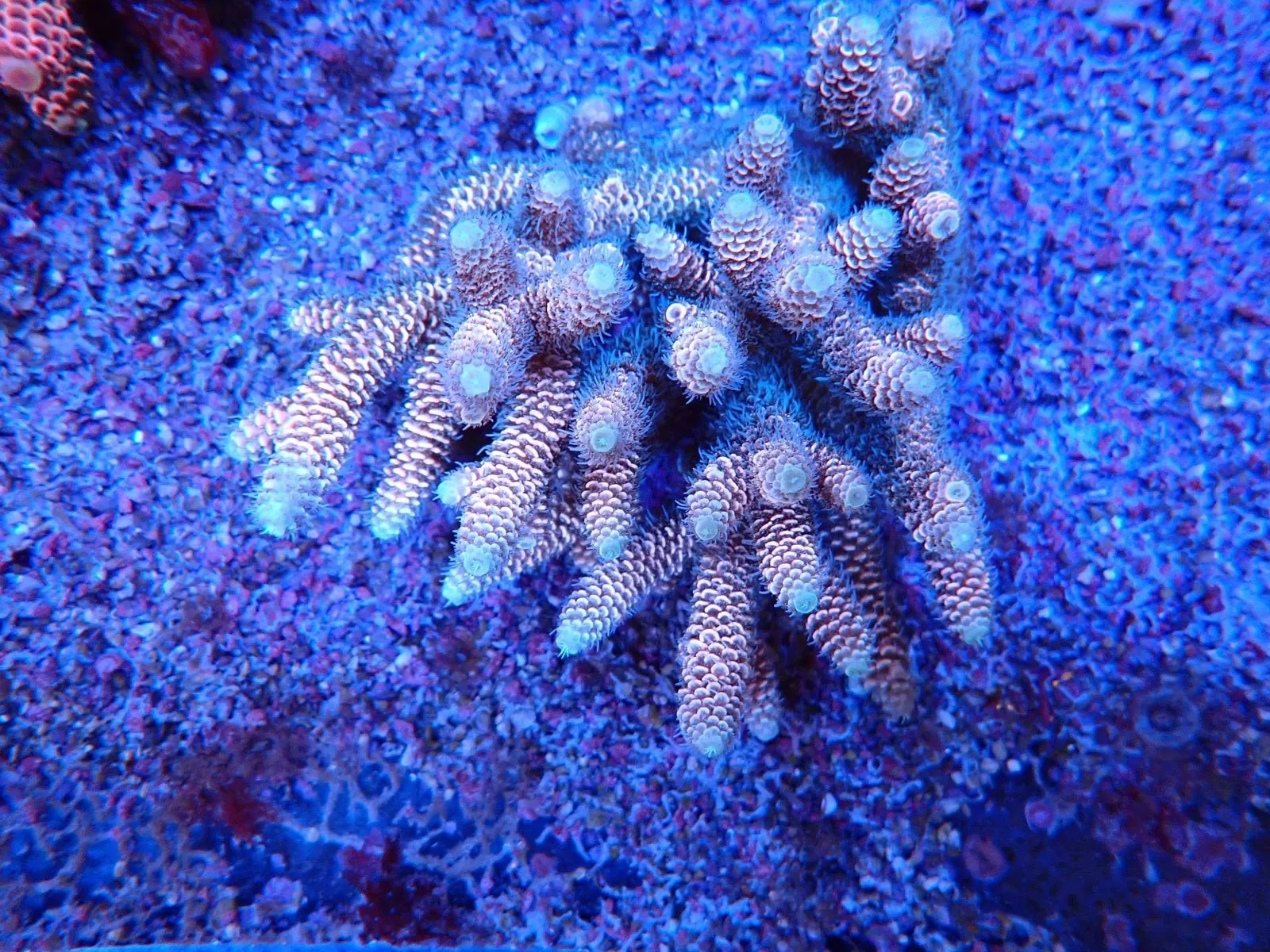 Rózsaszínes-fehér ágú Acropora korall telep a fóti Korallgarázs SPS medencéjében