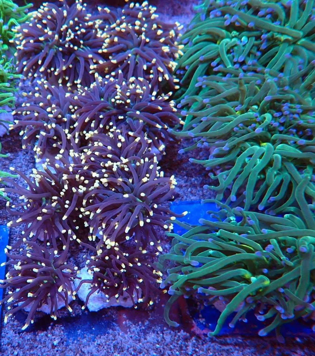 Akciós fáklyakorall (Euphyllia glabrescens) lila-zöld és zöld színváltozat – Korallgarázs, Fót