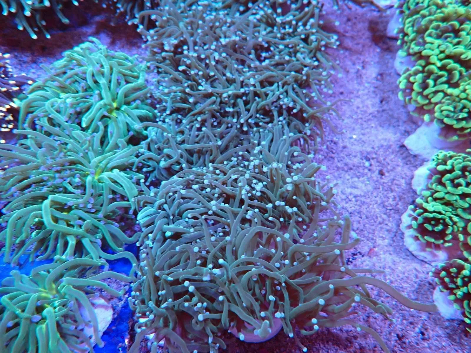 Akciós fáklyakorall (Euphyllia glabrescens) telepek a Korallgarázs medencéjében – 1 fej 9.990 Ft, 2 fej 14.990 Ft