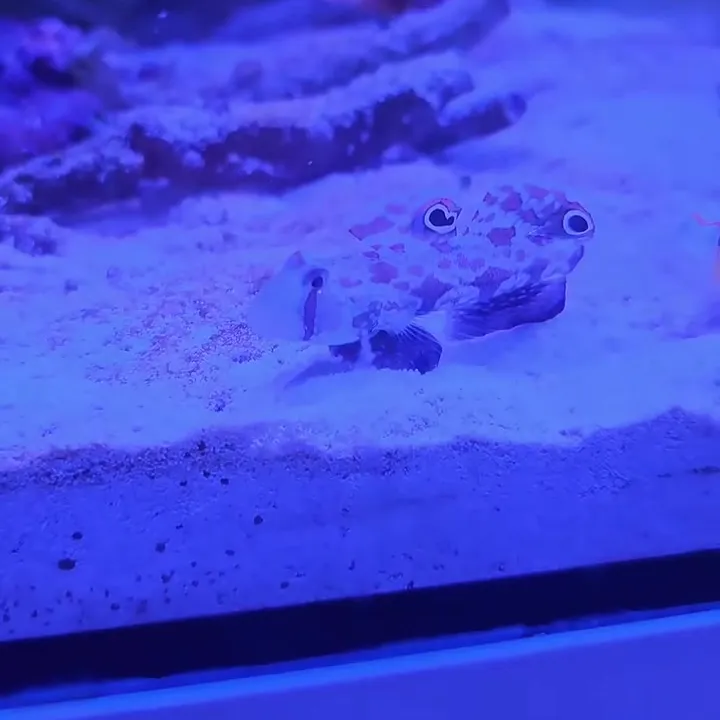 Pettyes homoki géb (Amblyeleotris-féle) a homokágyon egy nano tengeri akváriumban a fóti Korallgarázsban