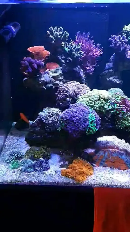 A Korallgarázs által gondozott tengeri akvárium színes Euphyllia, Zoanthus és Montipora korallokkal