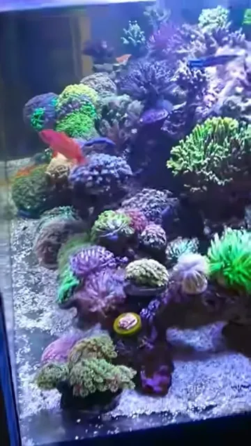 Zoanthus, Montipora és Euphyllia korallok a homokos aljzat felett egy fóti tengeri akváriumban