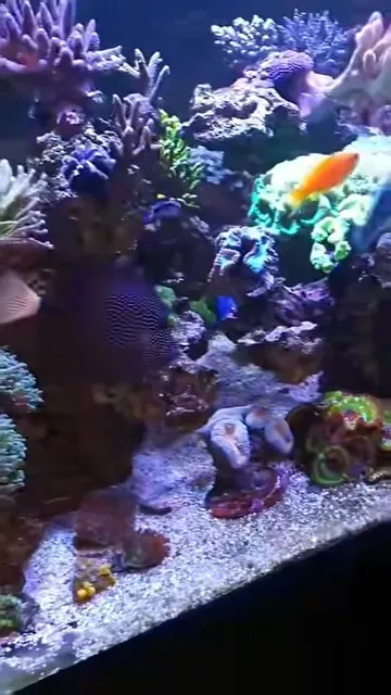 Színes korallzátony Acropora, Montipora és Zoanthus telepekkel az általunk kezelt akváriumban