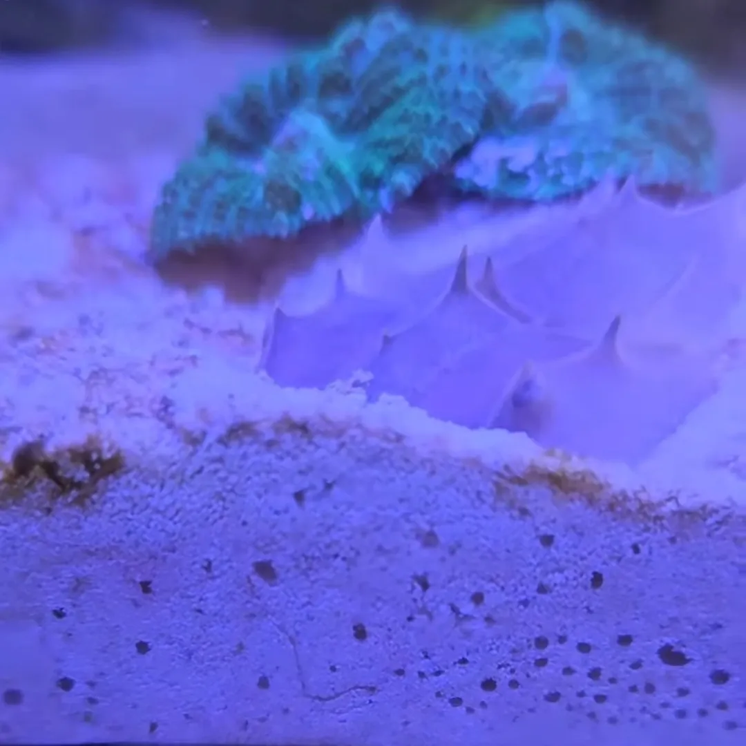Limulus polyphemus tőrfarkú rák tüskés páncélja a homokba ásva, mögötte zöld korall a fóti Korallgarázs tengeri akváriumában