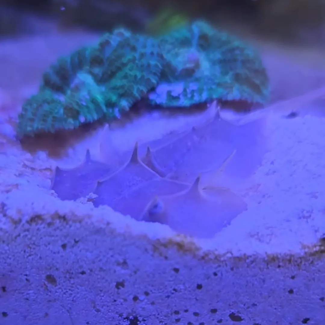 Limulus polyphemus tőrfarkú rák félig a homokba ásva, tüskés hátpáncéllal a fóti Korallgarázs tengeri akváriumában