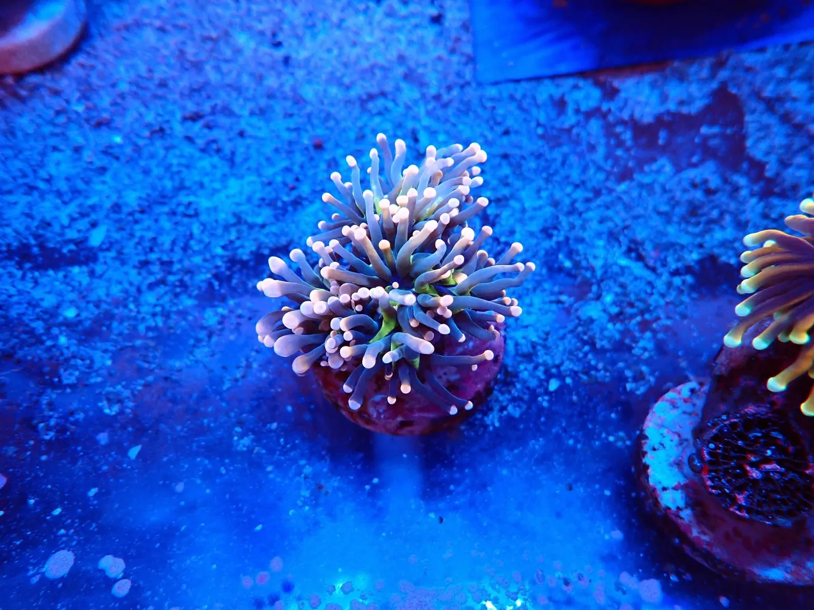 Fáklyakorall (Euphyllia glabrescens) hosszú polipokkal a fóti Korallgarázs medencéjében