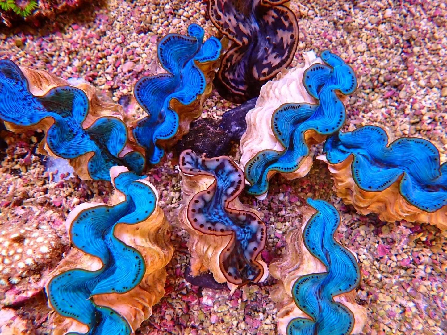 Élénkkék köpenyű Tridacna óriáskagylók a Korallgarázs homokágyán Fóton