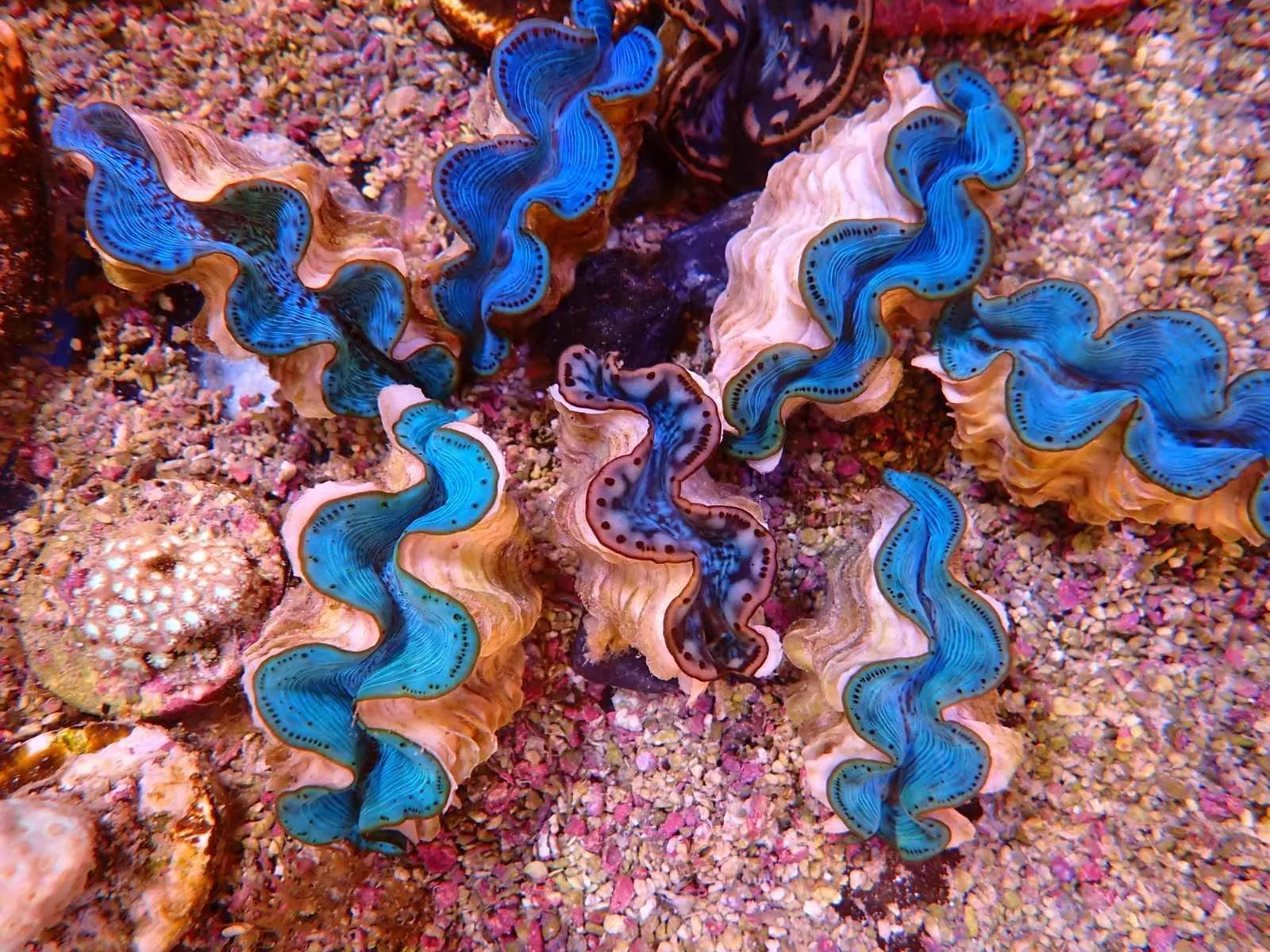 Élénkkék Tridacna óriáskagylók közelről, friss érkezés a fóti Korallgarázsban