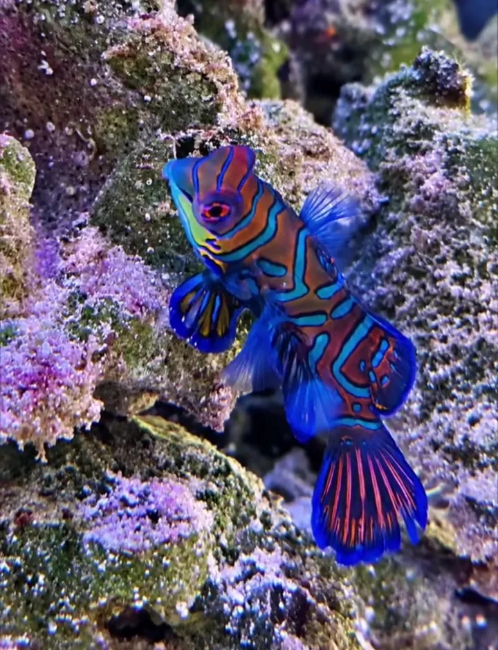 Mandarinhal (Synchiropus splendidus) kék, narancs és türkiz mintázattal élő sziklán a fóti Korallgarázs tengeri akváriumában