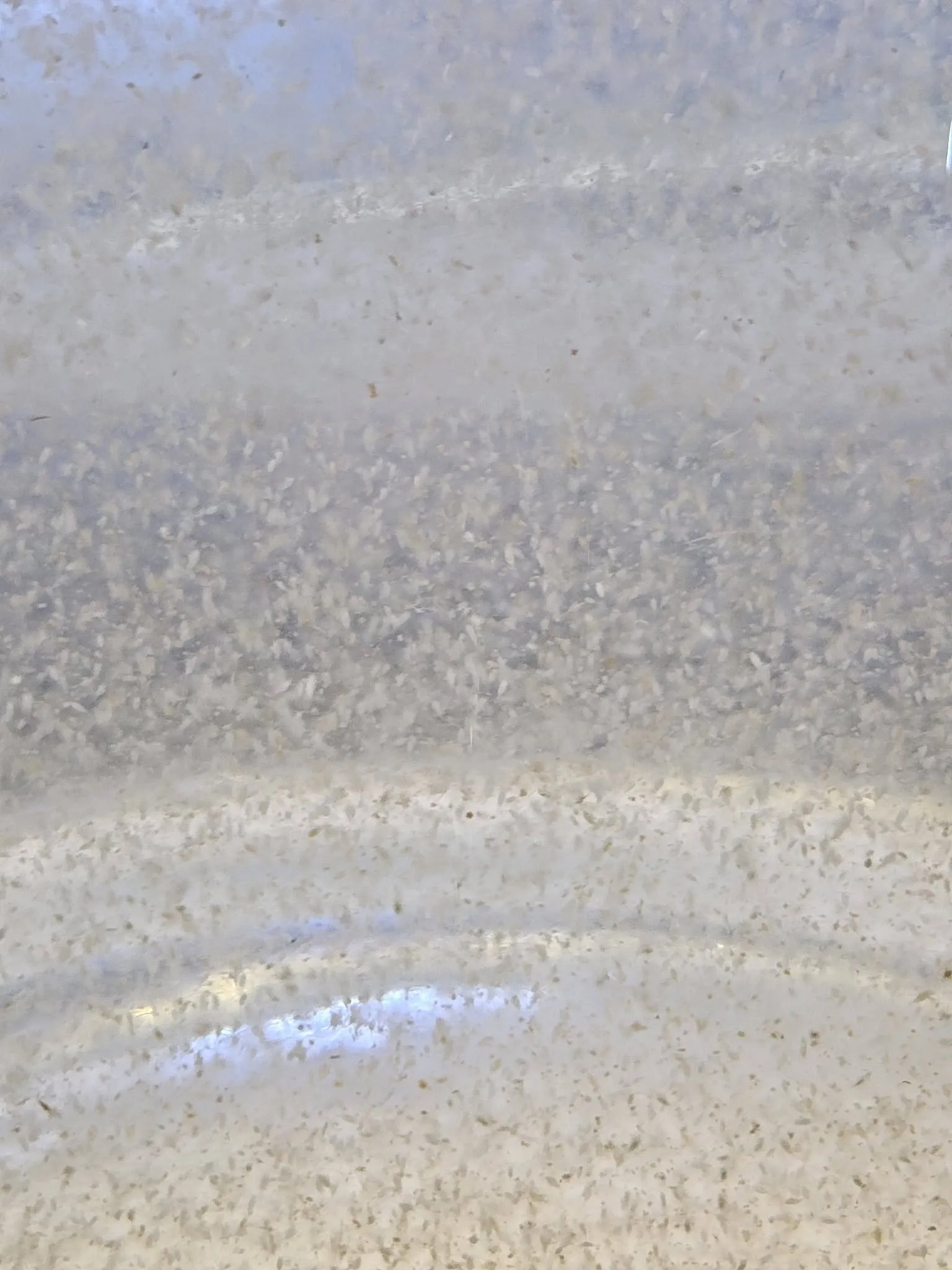 Élő tengeri zooplankton, copepodák és rotiferák közelről egy átlátszó edényben a fóti Korallgarázsban