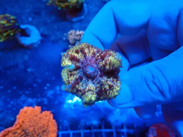 Acanthastrea korall frag kézben, friss érkezés, Korallgarázs Fót, 2026. október (01)