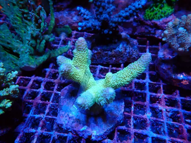 Zöld Acropora korall friss érkezés, Korallgarázs Fót, 2026. október (01)