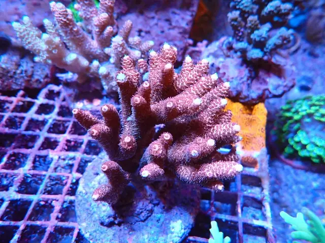 Rózsaszín Acropora korall friss érkezés, Korallgarázs Fót, 2026. október (02)