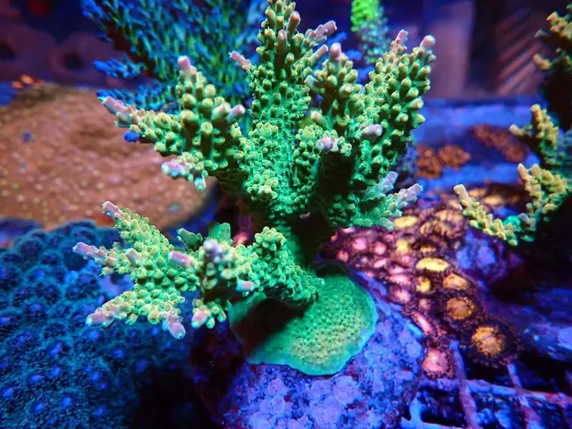 Zöld ágas Acropora korall telep, Korallgarázs Fót, 2026. október (03)