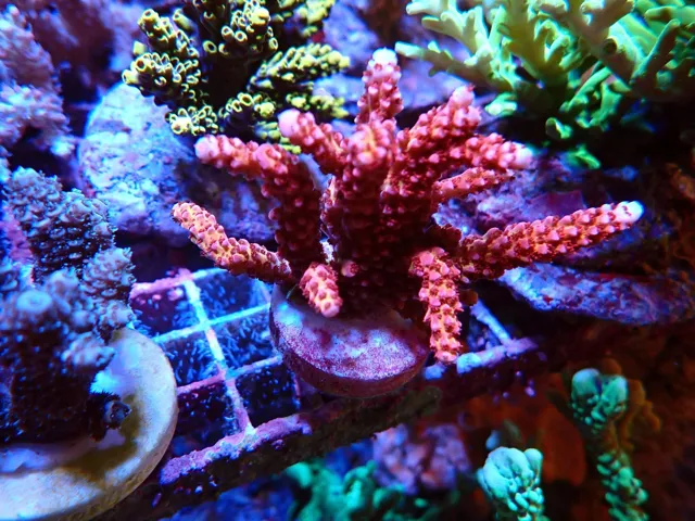Vörös Acropora SPS korall telep fehér polipokkal, Korallgarázs Fót, 2026. október (01)