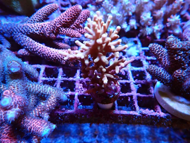 Barnás-rózsaszín Acropora korall frag, Korallgarázs Fót, 2026. október (02)