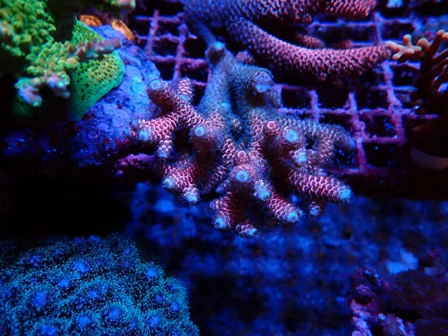 Rózsaszín Acropora SPS korall telep, Korallgarázs Fót, 2026. október (03)