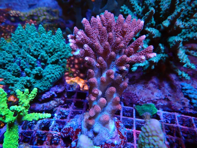 Lila-rózsaszín Acropora korall telep zöld szomszédokkal, Korallgarázs Fót, 2026. október (04)