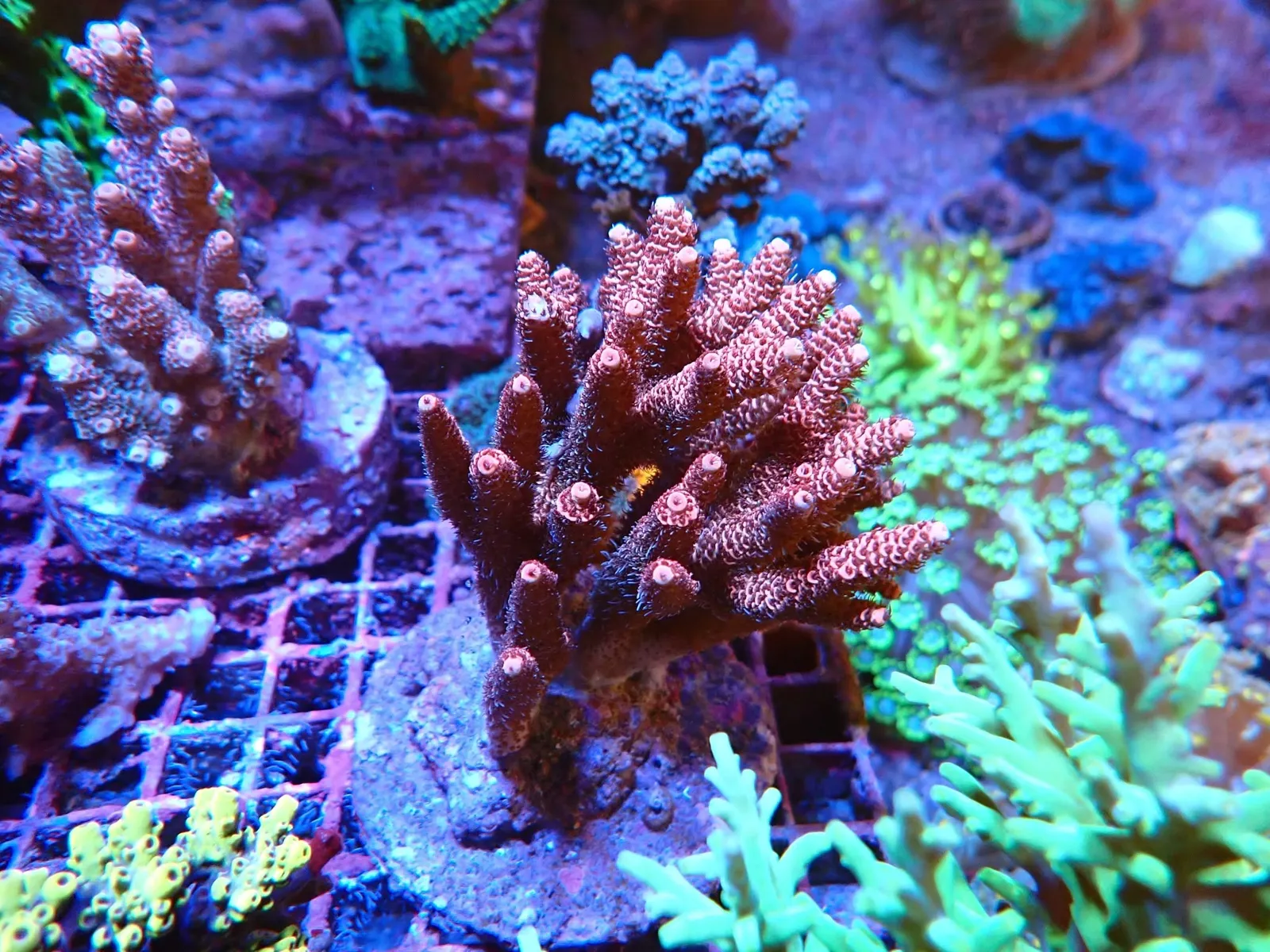 Élénkzöld, elágazó Acropora SPS korall telep a Korallgarázs frag-rácsán Fóton
