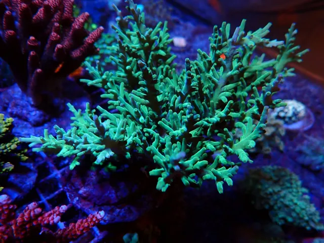 Élénkzöld, elágazó Acropora korall telep, Korallgarázs Fót, 2026. október (06)