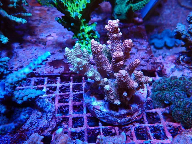 Rózsaszín-barna Acropora korall frag, Korallgarázs Fót, 2026. október (07)