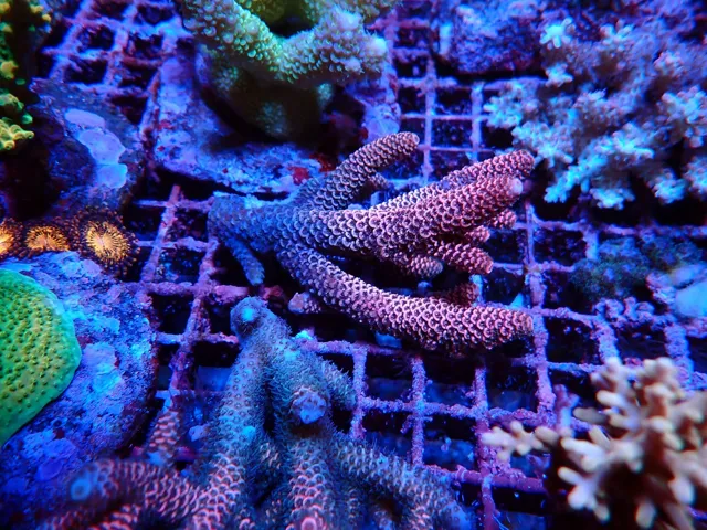 Vörös-rózsaszín, ágas Acropora korall, Korallgarázs Fót, 2026. október (08)