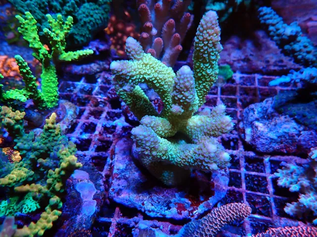 Zöld Acropora korall kék ágvégekkel, Korallgarázs Fót, 2026. október (09)