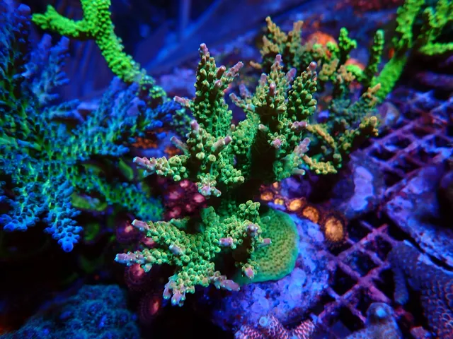 Zöld Acropora SPS korall a frag-rácson, Korallgarázs Fót, 2026. október (10)