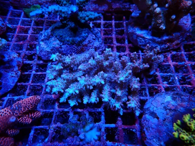 Halvány Acropora korall telep, Korallgarázs Fót, 2026. október (11)