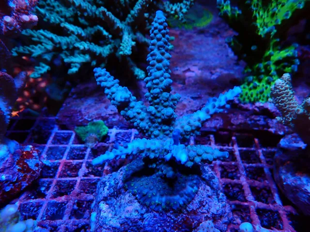 Kék Acropora SPS korall telep, Korallgarázs Fót, 2026. október (12)
