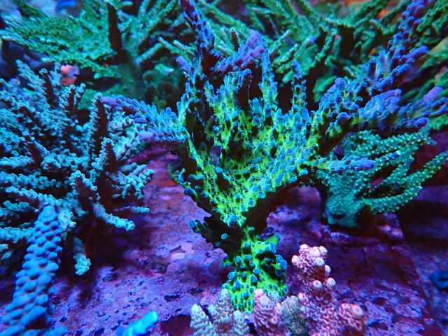 Zöld, sűrű ágú Acropora korall telep, Korallgarázs Fót, 2026. október (13)
