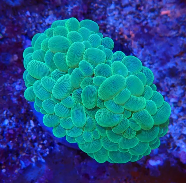 Zöld buborékkorall (Plerogyra sinuosa), Korallgarázs Fót, 2026. október (01)