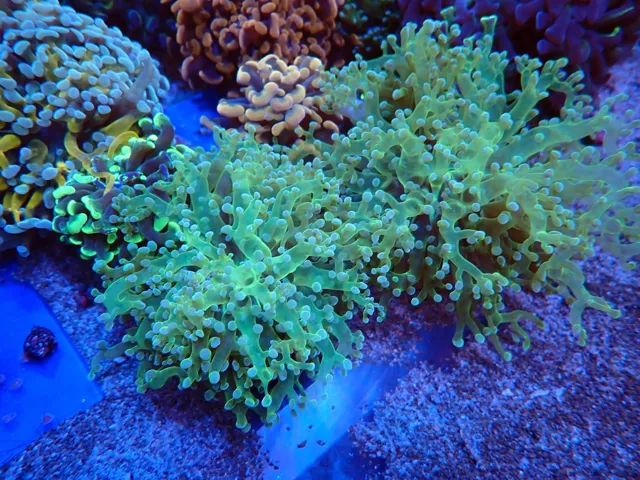 Zöld Euphyllia korall telep, Korallgarázs Fót, 2026. október (02)