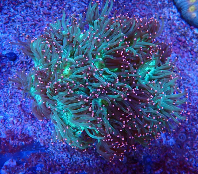 Zöld fáklyakorall (Euphyllia glabrescens) rózsaszín tapogatóvégekkel, Korallgarázs Fót, 2026. október (01)