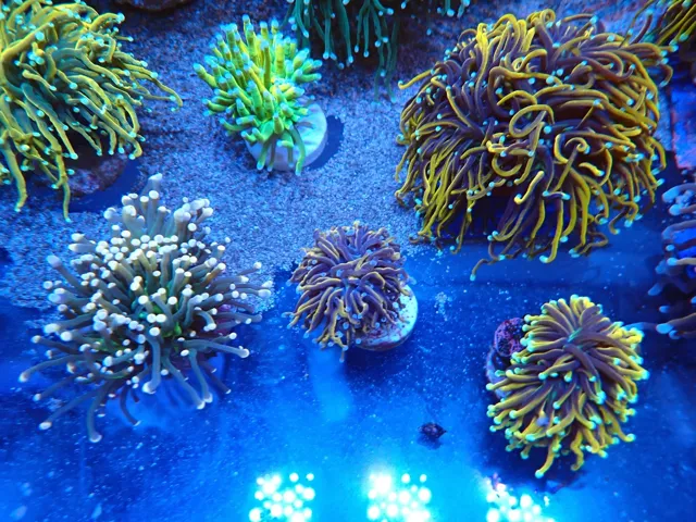 Fáklyakorall (Euphyllia glabrescens) telepek a homokágyon, Korallgarázs Fót, 2026. október (03)