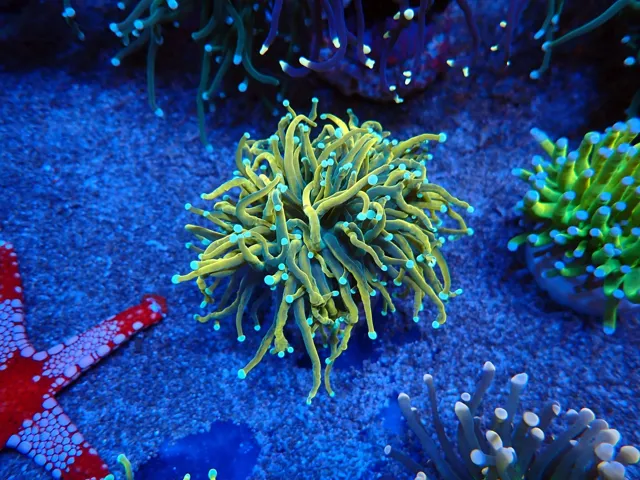 Arany fáklyakorall (Euphyllia glabrescens) zöld tapogatóvégekkel, Korallgarázs Fót, 2026. október (04)