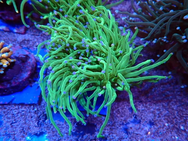 Zöld fáklyakorall (Euphyllia glabrescens) nyitott tapogatókkal, Korallgarázs Fót, 2026. október (07)