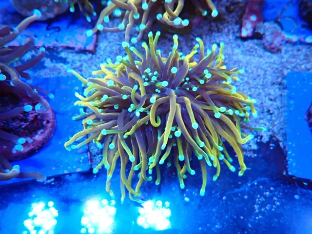 Fáklyakorall (Euphyllia glabrescens) telep közelről, Korallgarázs Fót, 2026. október (09)