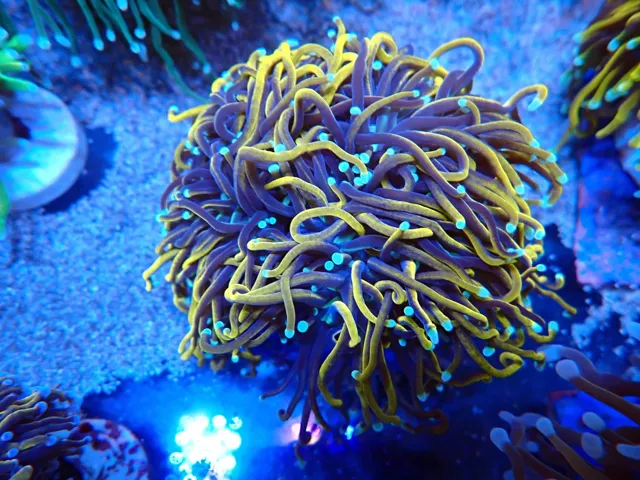 Nagy fáklyakorall (Euphyllia glabrescens) telep, Korallgarázs Fót, 2026. október (12)