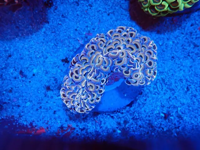 Kalapácskorall (Euphyllia ancora) friss érkezés, Korallgarázs Fót, 2026. október (01)