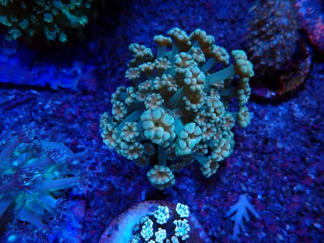 Halvány kalapácskorall (Euphyllia ancora) frag, Korallgarázs Fót, 2026. október (02)