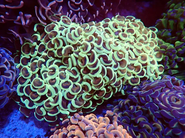 Zöld kalapácskorall (Euphyllia ancora) telep, Korallgarázs Fót, 2026. október (10)